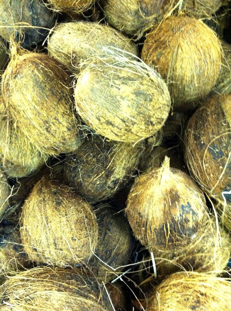 coconuts MGD©
