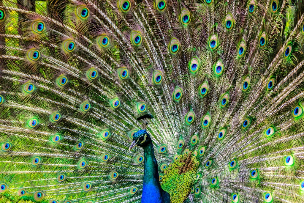 peacock-188328_1920